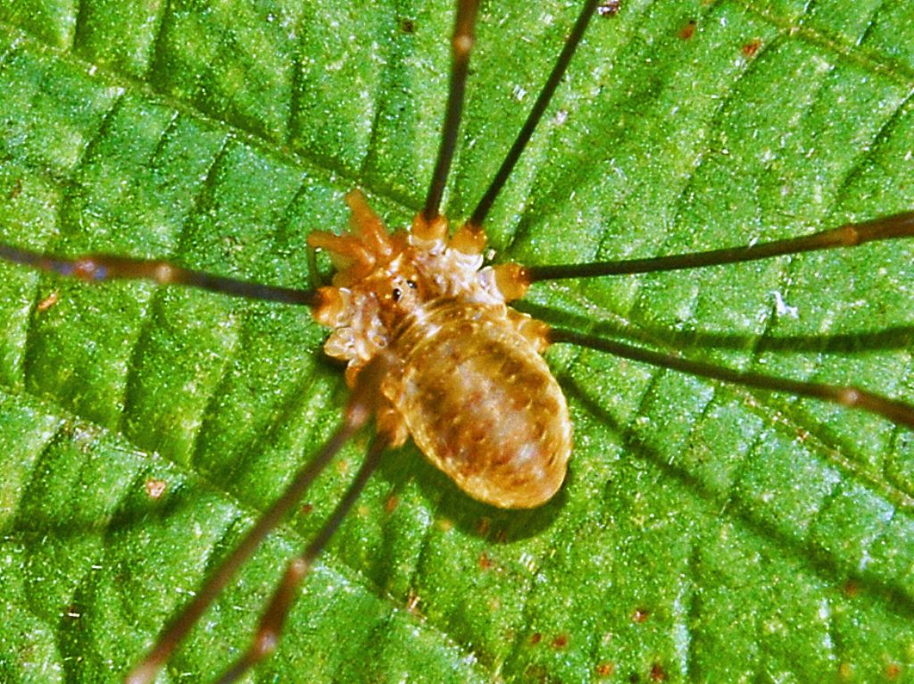 Opilio canestrinii (Phalangiidae)